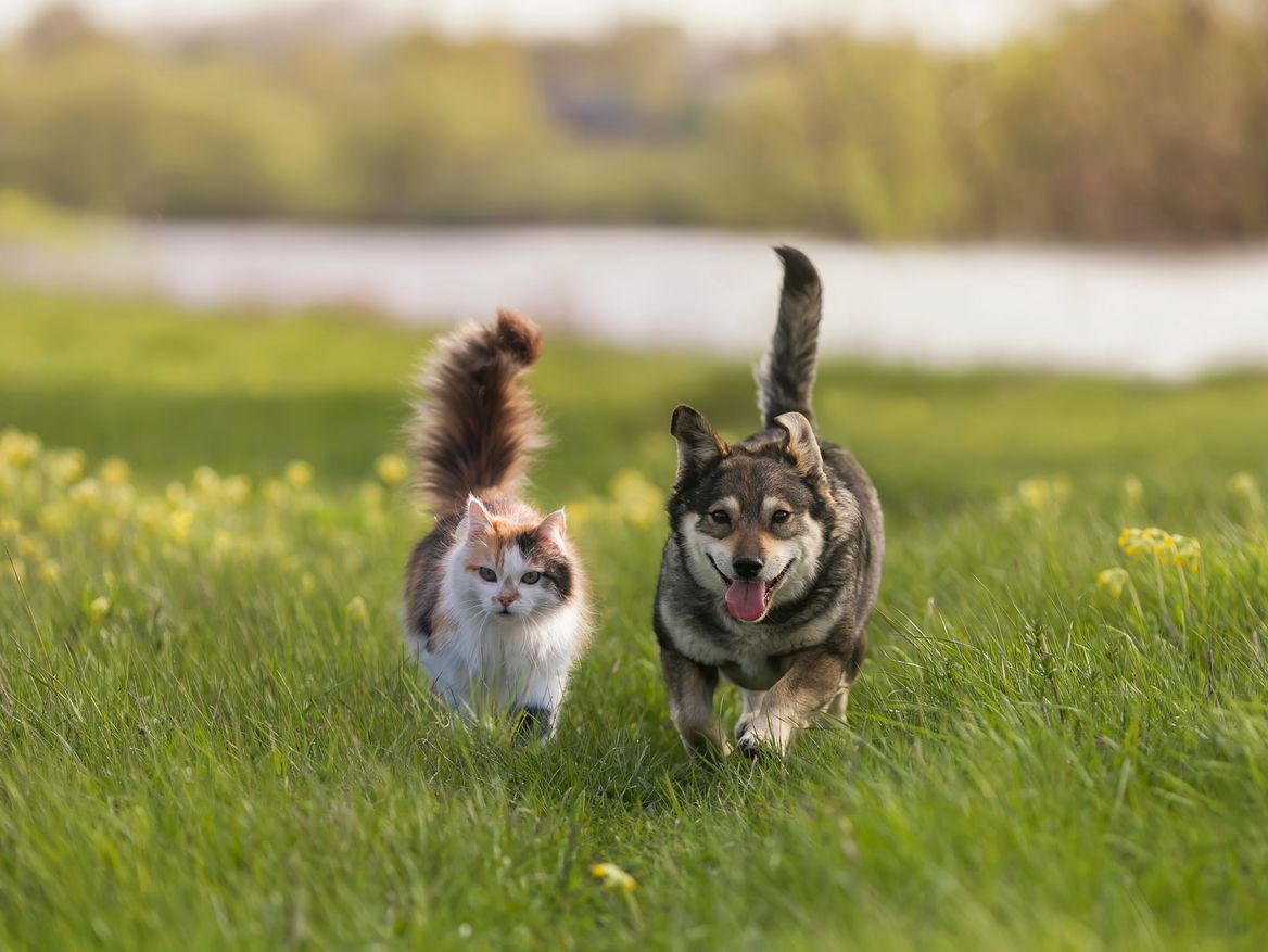 Ein Hund und eine Katze laufen über eine Wiese, Foto: stock.adobe.com - nataba