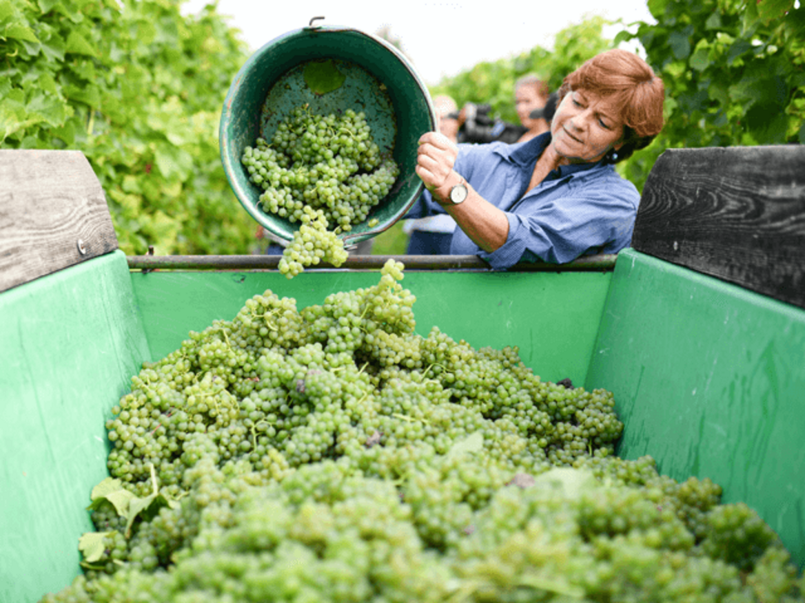 Weinproduktion: Von der Traube zum Wein