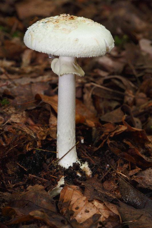 Knollenblätterpilz im Wald. Foto: Adobe Stock.