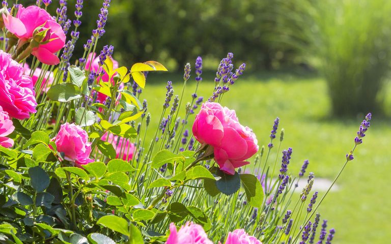 Rosen- und Lavendelblüte im Garten: Damit diese Pracht gelingt, hilft gezieltes Düngen.