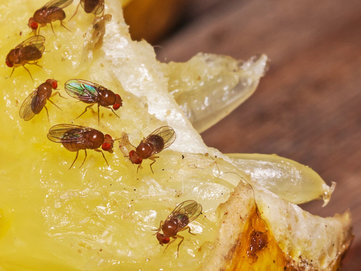 Fruchtfliegen auf Obst.