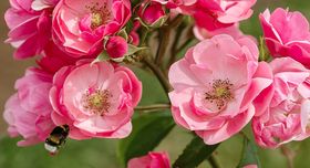 Düngen im Juni fördert den erneuten Flor. Vor allem Rosen mit ungefüllten Blüten und gut erreichbaren Staubgefäßen sind insektenfreundlich. Foto: stock.adobe.com/Gioia 