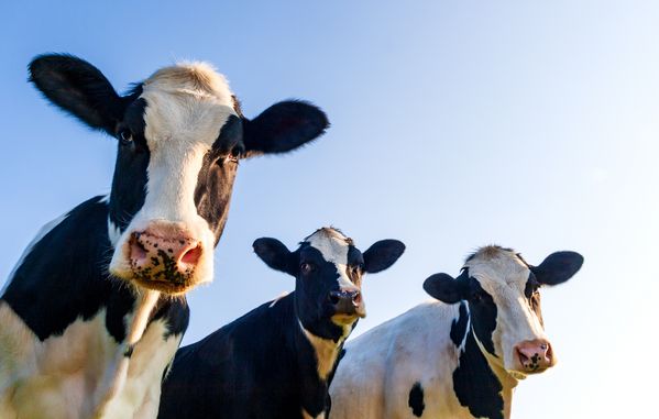 Milchkühe auf der Weide. Foto: stock.adobe.com – Laurent Renault