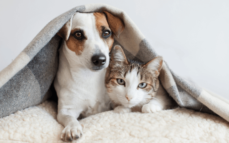 Haustierpflege: Tipps für die Gesundheit Ihrer Haustiere