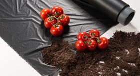 Tomaten liegen auf einer schwarzen Folie auf der Erde. 