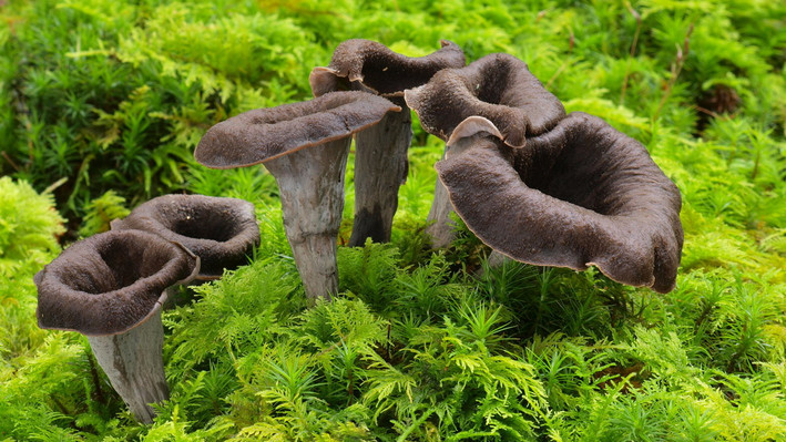 Totentrompete im Wald. Foto: tarabalu - stock.adobe.com