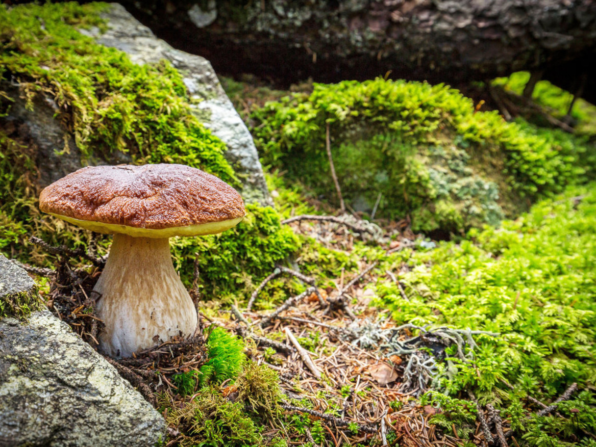 Steinpilz zwischen Moos und Felsen. Foto: Silvano Rebai - stock.adobe.com