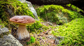 Steinpilz zwischen Moos und Felsen. Foto: Silvano Rebai - stock.adobe.com