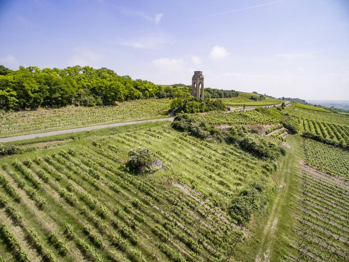 Zwei auf einmal: Der Zellertalweg führt Wanderer gleich durch zwei Weinanbaugebiete. Bild: Pfalz.Touristik e.V., Knut Pflaumer