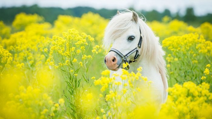Pony auf blühender Wiese - auch wer kein eigenes Reittier hat, kann die Nährstoffe von Pferdedung für den Garten nutzen - mit organischen Pellets aus der Tüte. Foto: Rita Kochmarjova/stock.adobe.com